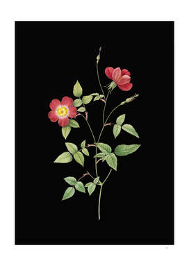 Vintage Indica Stelligera Rose Botanical on Black