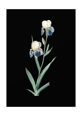 Vintage Elder Scented Iris Botanical on Black