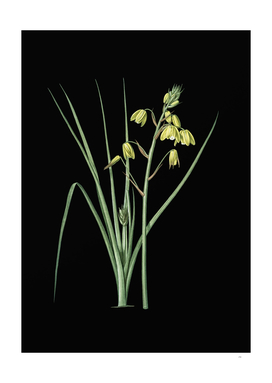 Vintage Slime Lily Botanical Illustration on Black