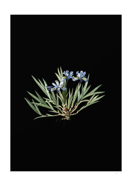 Vintage Dwarf Crested Iris Botanical on Black