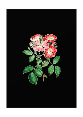 Vintage Rose Clare Flower Botanical on Black