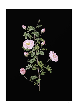 Vintage Pink Scotch Briar Rose Botanical on Black