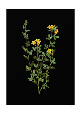 Vintage Yellow Jasmine Flowers Botanical on Black
