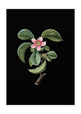Vintage Chinese Quince Botanical on Black