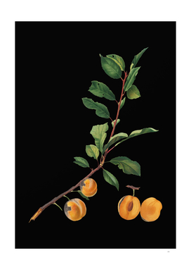 Vintage Apricot Botanical Illustration on Black