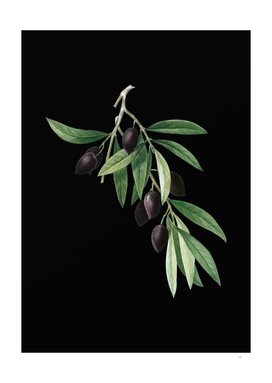 Vintage Olive Tree Branch Botanical on Black