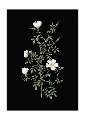Vintage Hedge Rose Botanical Illustration on Black