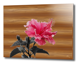hibiscus on the wood