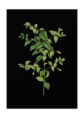 Vintage Tree Fuchsia Botanical Illustration on Black