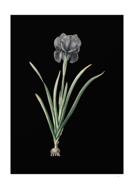 Vintage Mourning Iris Botanical Illustration on Black