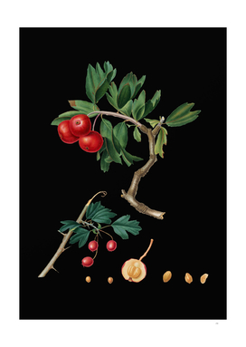 Vintage Red Thorn-Apple Botanical on Black