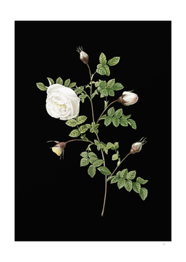 Vintage Silver Flowered Hispid Rose on Black