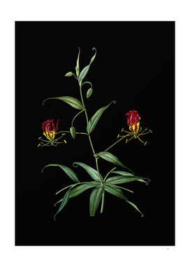 Vintage Flame Lily Botanical Illustration on Black