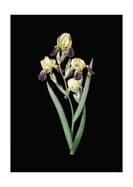 Vintage Elder Scented Iris Botanical on Black