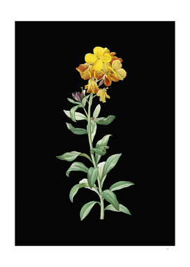 Vintage Yellow Wallflower Bloom Botanical on Black