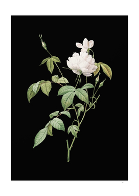 Vintage White Bengal Rose Botanical on Black