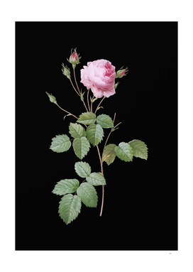 Vintage Provence Rose Botanical Illustration on Black