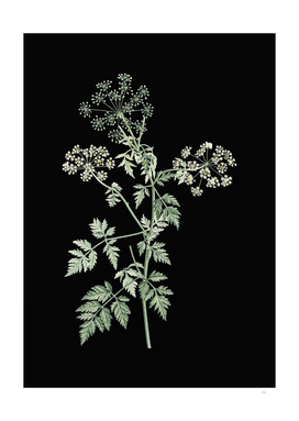Vintage Hemlock Flowers Botanical on Black