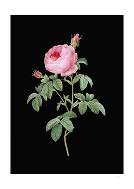 Vintage Provence Rose Bloom Botanical on Black