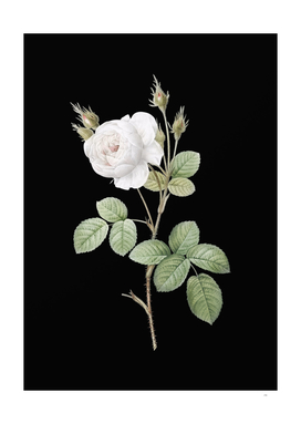 Vintage White Misty Rose Botanical on Black