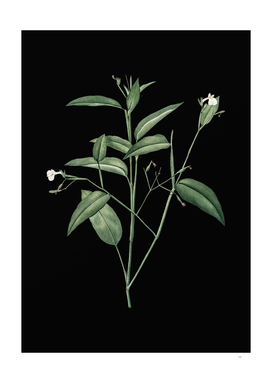 Vintage Maranta Arundinacea Botanical on Black