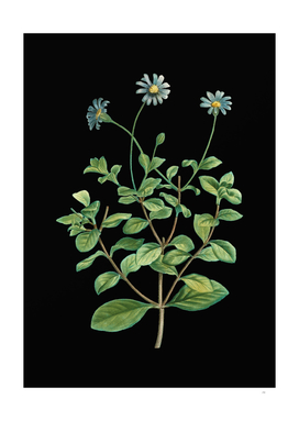 Vintage Blue Marguerite Plant Botanical on Black