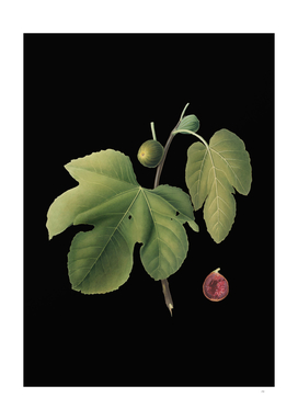 Vintage Briansole Figs Botanical on Black