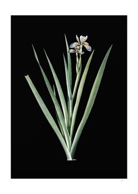 Vintage Stinking Iris Botanical Illustration on Black