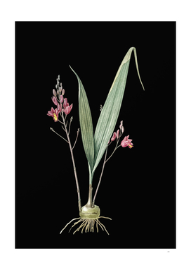 Vintage Pine Pink Botanical Illustration on Black