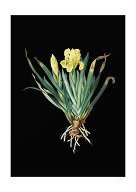 Vintage Crimean Iris Botanical Illustration on Black