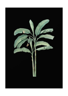 Vintage Banana Tree Botanical Illustration on Black