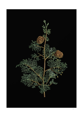 Vintage Mediterranean Cypress Botanical on Black