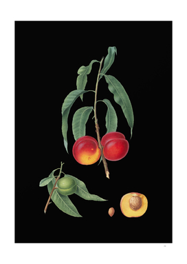 Vintage Walnut Peach Botanical Illustration on Black