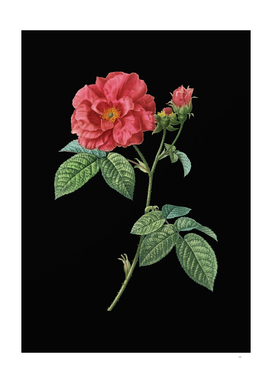 Vintage Apothecary Rose Botanical on Black