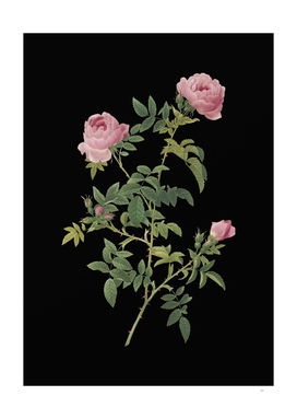 Vintage Rose of the Hedges Botanical on Black