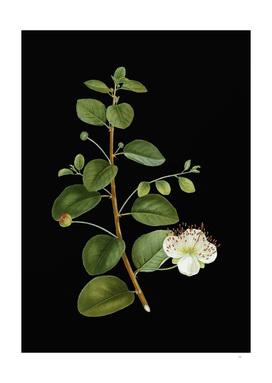 Vintage Caper Plant Botanical Illustration on Black