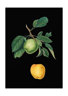 Vintage Apple Botanical Illustration on Black
