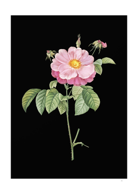 Vintage Speckled Provins Rose Botanical on Black