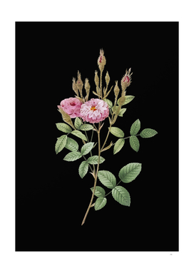 Vintage Mossy Pompon Rose Botanical on Black
