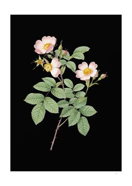 Vintage Short Styled Field Rose Botanical on Black
