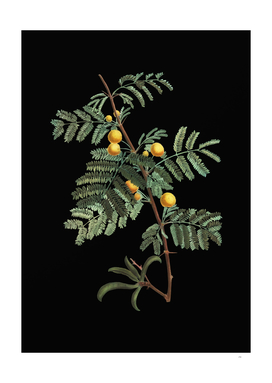 Vintage Sweet Acacia Botanical Illustration on Black