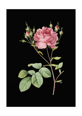 Vintage Pink Cumberland Rose Botanical on Black