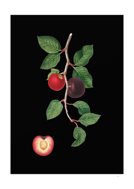 Vintage Apricot Botanical Illustration on Black