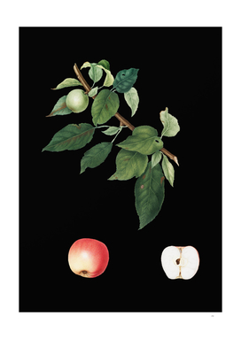 Vintage Apple Botanical Illustration on Black