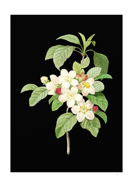 Vintage Apple Blossom Botanical Illustration on Black