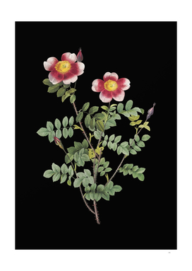 Vintage Variegated Burnet Rose Botanical on Black