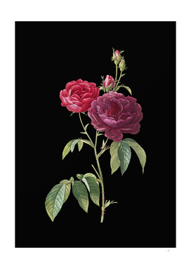 Vintage Purple Roses Botanical Illustration on Black