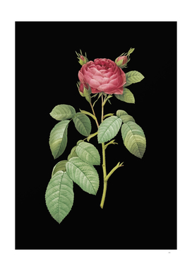 Vintage Red Gallic Rose Botanical on Black