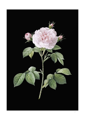 Vintage Rosa Alba Botanical Illustration on Black