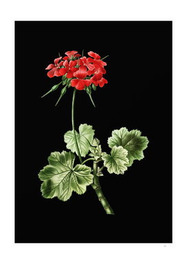 Vintage Scarlet Geranium Botanical on Black